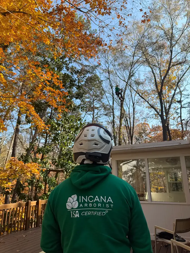 Tree care philosophy