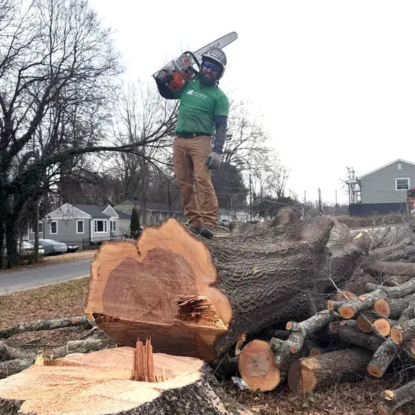 Incana Arborist team working on site