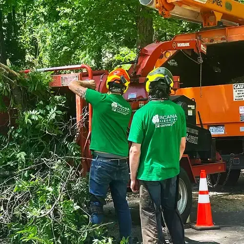 Incana Arborist team working on site
