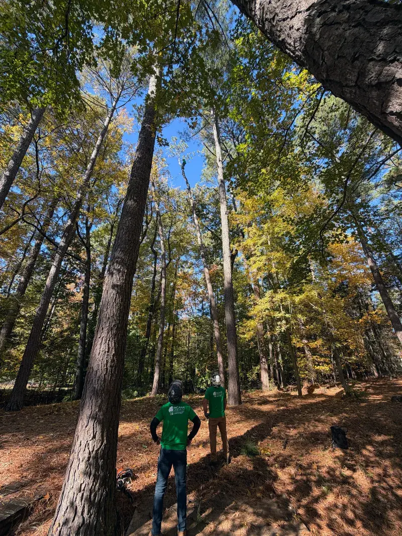Tree health assessment