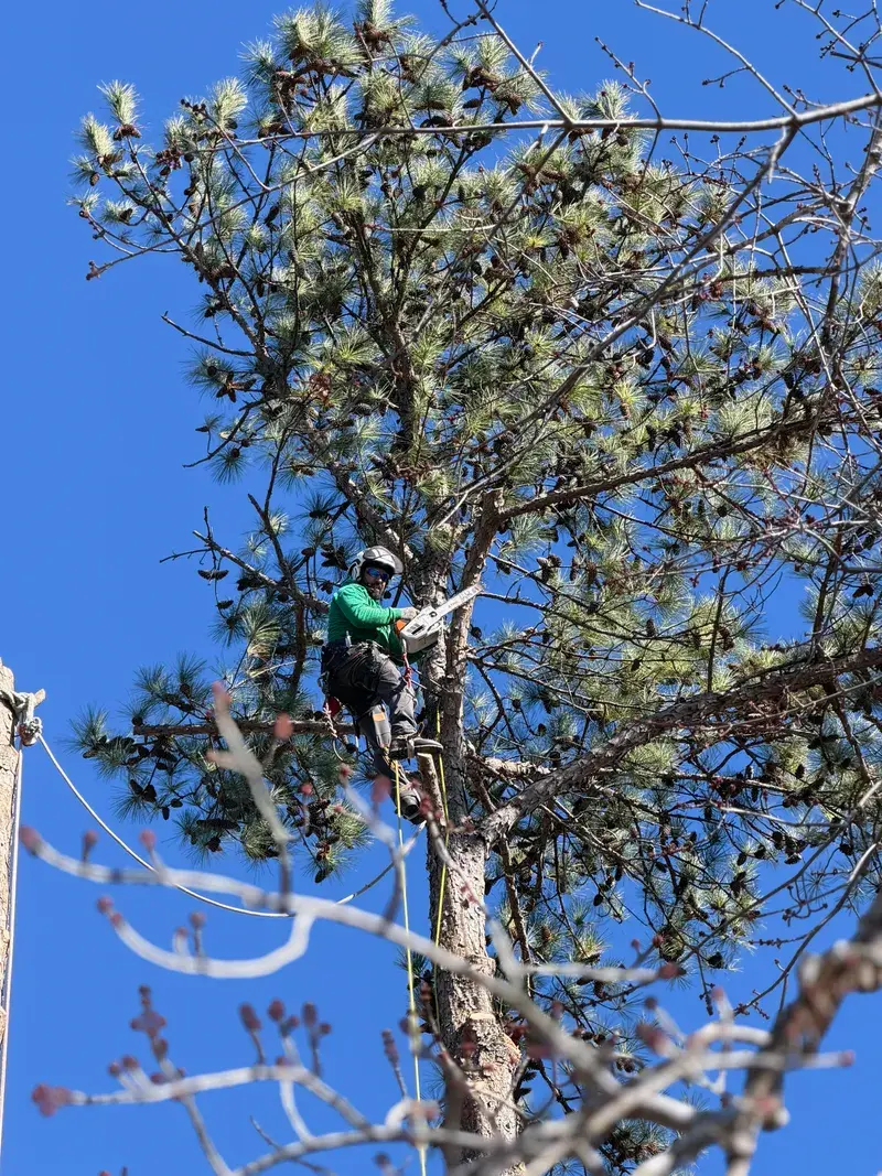 Controlled tree removal