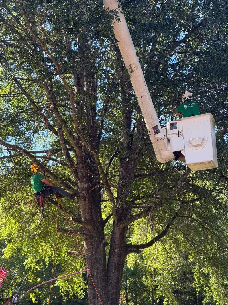 Selective canopy pruning